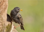 Star-Starling-08_04_2016.jpg