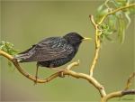 Star-Starling-20_05_2017.jpg