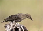 Star-Starling-22_07_2015.jpg