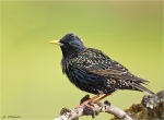 Star-Starling-24_04_2016.jpg
