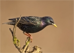 Star-Starling-28_02_2018.jpg