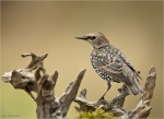 Star-Starling-30_09_2016.jpg