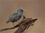 Star-Starling-Januar_2017.jpg