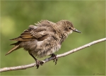 Star-Starling-Jungvogel_2015.jpg