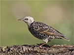 Star-Starling-Oktober_2015.jpg
