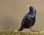 Star-Starling.jpg