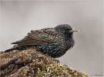 Star_beim_Singen-Starling-23_01_2017.jpg