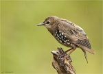 Star_im_Regen-Jungvogel-25_07_2017.jpg