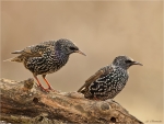 Stare-Starling-29_01_2017.jpg