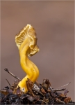 Starkriechender_Trompetenpfifferling-Craterellus_lutescens-2014.jpg