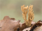 Steife_Koralle-Ramaria_stricta-21_12_2016.jpg