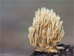 Steife_Koralle-Ramaria_stricta.jpg