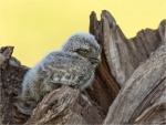 Steinkauz-Athene_noctua-22_05_2017-Jungvogel.jpg