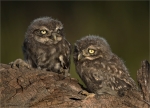 Steinkauz-Athene_noctua-Jungvoegel-08_Juni_2017.jpg
