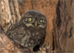 Steinkauz-Athene_noctua-Jungvogel-08_06_2017.jpg