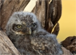 Steinkauz-Athene_noctua-Jungvogel-22_Mai_2017.jpg