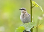 Steinschmaetzer-northern_wheatear-weiblich.jpg