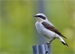 Steinschmaetzer-northern_wheatear.jpg