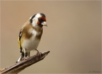 Stieglitz-Carduelis_carduelis-Distelfink-15_11_2017.jpg