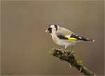 Stieglitz-european_goldfinch-02_12_2017.jpg