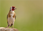 Stieglitz-european_goldfinch-09_05_2016.jpg