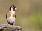 Stieglitz-european_goldfinch-10_07_2015.jpg