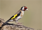 Stieglitz-european_goldfinch-16_07_2015.jpg