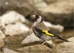 Stieglitz-european_goldfinch-25_06_2016.jpg