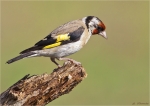 Stieglitz-european_goldfinch-25_08_2015.jpg