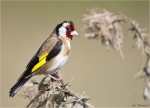 Stieglitz-european_goldfinch-31_07_2015.jpg