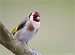 Stieglitz-european_goldfinch-April_2014.jpg