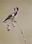 Stieglitz-european_goldfinch-August_2015.jpg