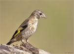 Stieglitz-european_goldfinch-Jungvogel-23_07_2015.jpg