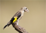 Stieglitz-european_goldfinch-Jungvogel-Juli_2015.jpg