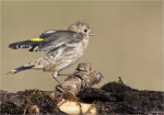 Stieglitz-european_goldfinch-Jungvogel_2015.jpg