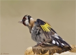 Stieglitz-european_goldfinch-Sonnenbad.jpg