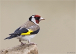 Stieglitz-european_goldfinch-auf_einem_Sandstein.jpg