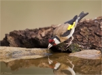 Stieglitz-european_goldfinch-beim_Trinken.jpg