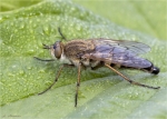 Stilettfliege-Thereva_nobilitata-06_05_2017.jpg