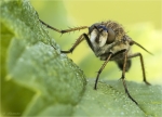 Stilettfliege-Thereva_nobilitata.jpg
