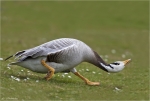 Streifengans-Anser_indicus-Maerz_2015.jpg
