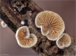 Striegelige_Stummelfuesschen-Crepidotus_versutus-21_02_2015.jpg