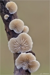 Striegeliges_Stummelfuesschen-2012.jpg