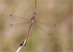 Suedliche_Binsenjungfer-Lestes_barbarus-Weibchen.jpg