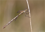 Suedliche_Binsenjungfer-Lestes_barbarus-weiblich.jpg
