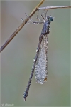 Suedliche_Binsenjungfer-Lestes_barbarus.jpg