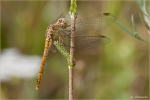 Suedliche_Heidelibelle-Sympetrum_meridionale-2010.jpg