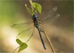Suedliche_Mosaikjungfer-Aeshna_affinis.jpg