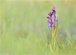 Sumpf_Knabenkraut-Orchis_palustris-14_05_2015.jpg