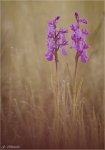 Sumpf_Knabenkraut-Orchis_palustris.jpg